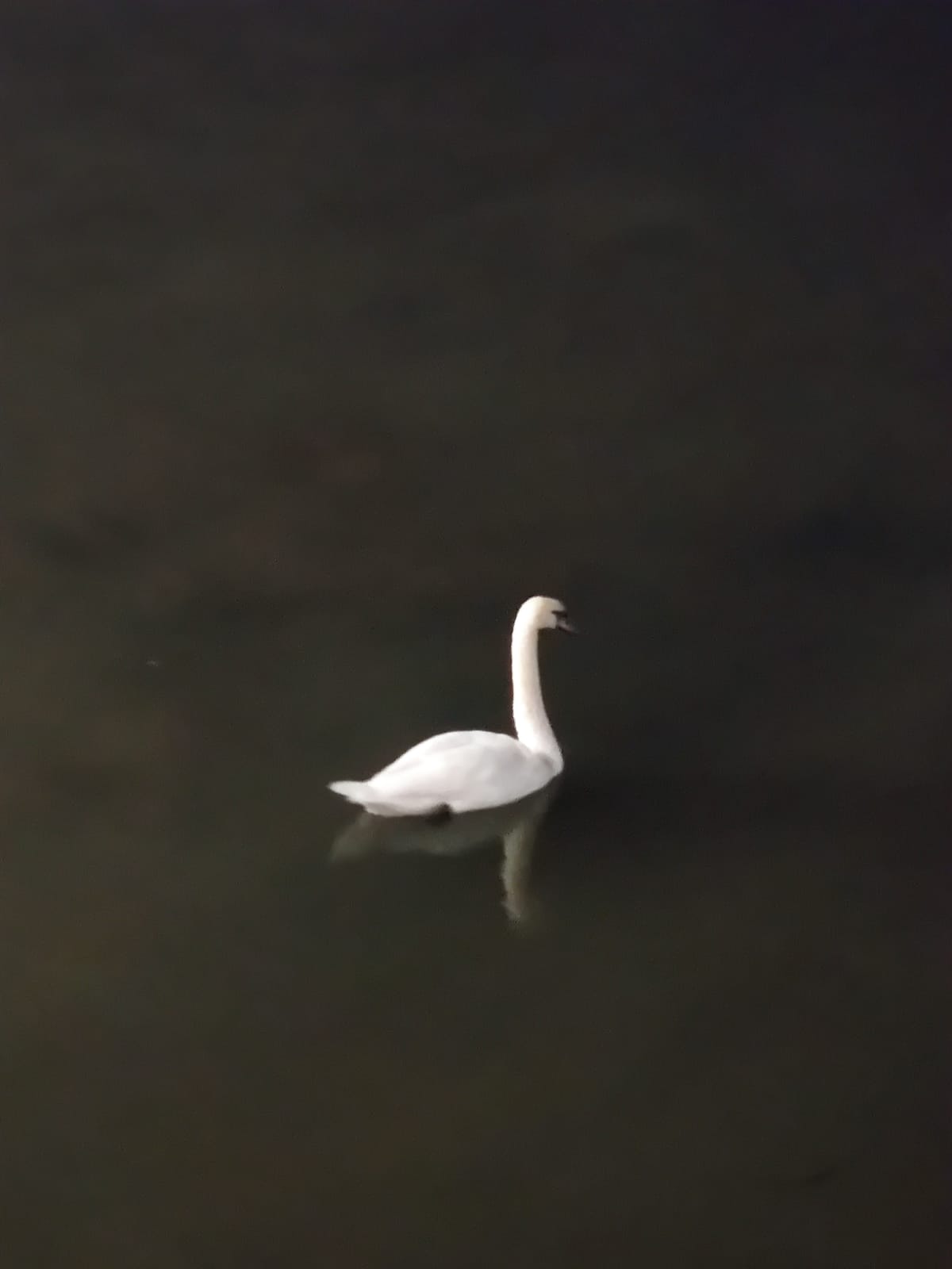 Ekibimiz Üyesi Nedzat Avdić